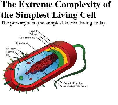 SIMPOLEST CELL.jpg
